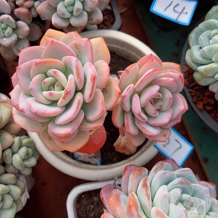 27白月光平平安安健健康康