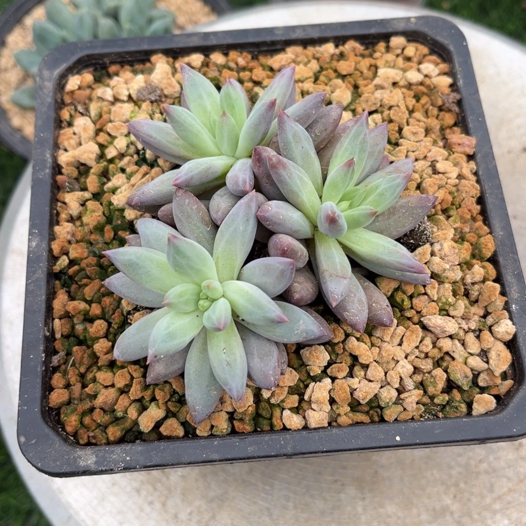 淡***漫多肉植物虞美人多肉