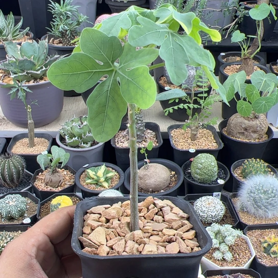 幻蝶曼扦插一物一拍带盆发