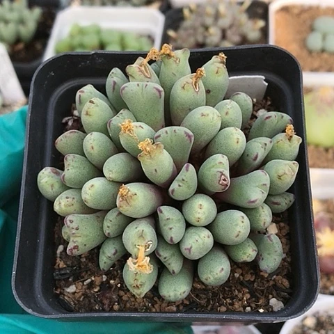 多肉肉锥 粉花猪蹄