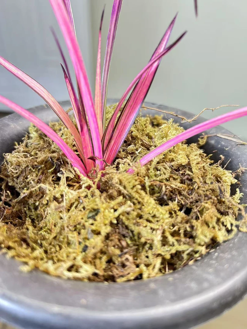 寒兰新品红素 两苗草特壮脱盆裸根发货