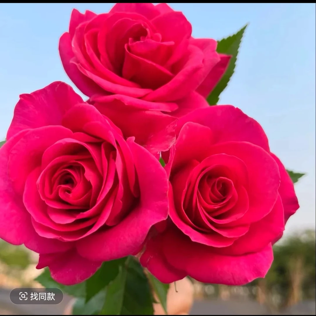 【梦幻.海洋之心】粉色多季节开花抗病性强绿植花卉盆栽月季