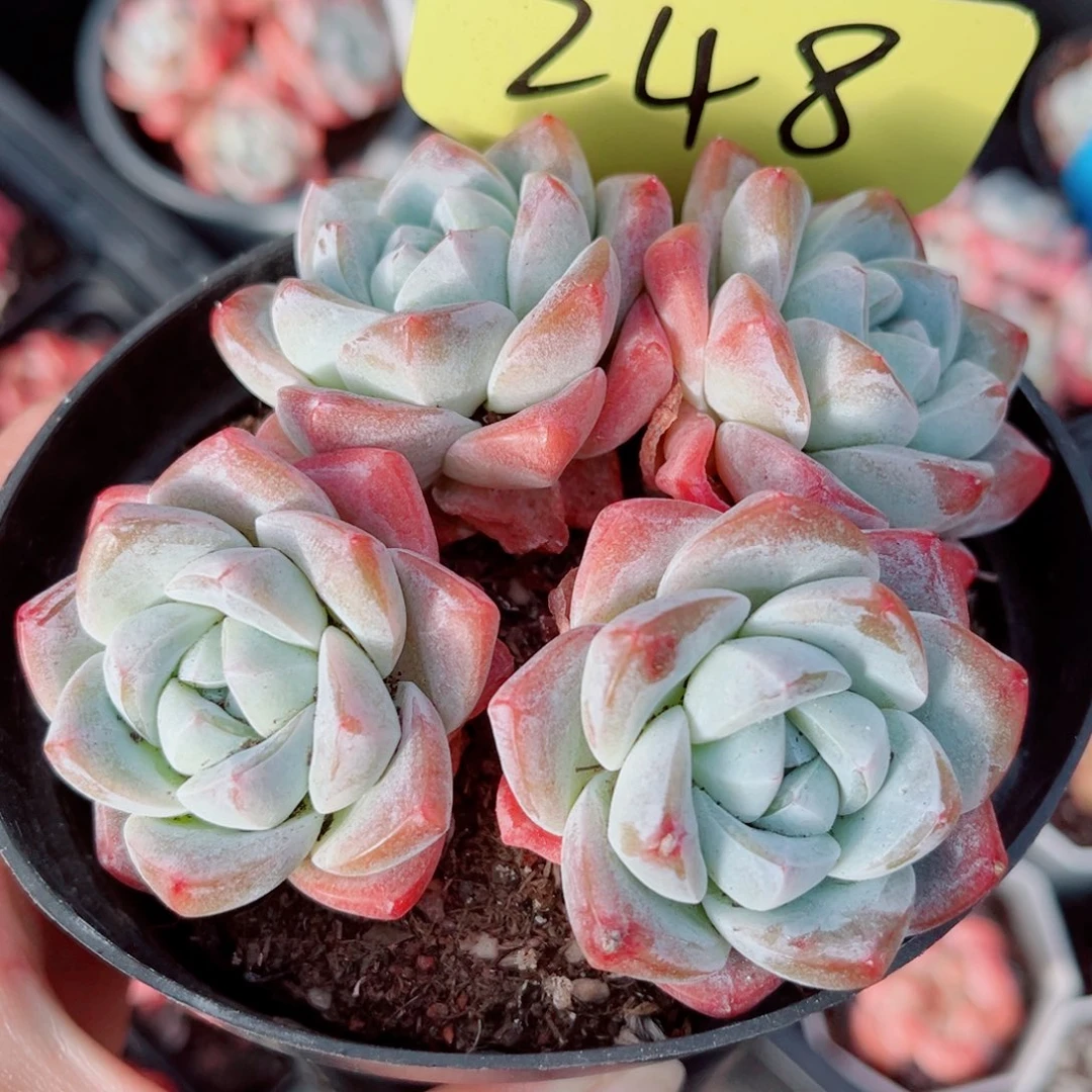 248号小老桩冰玉群12公分盆口