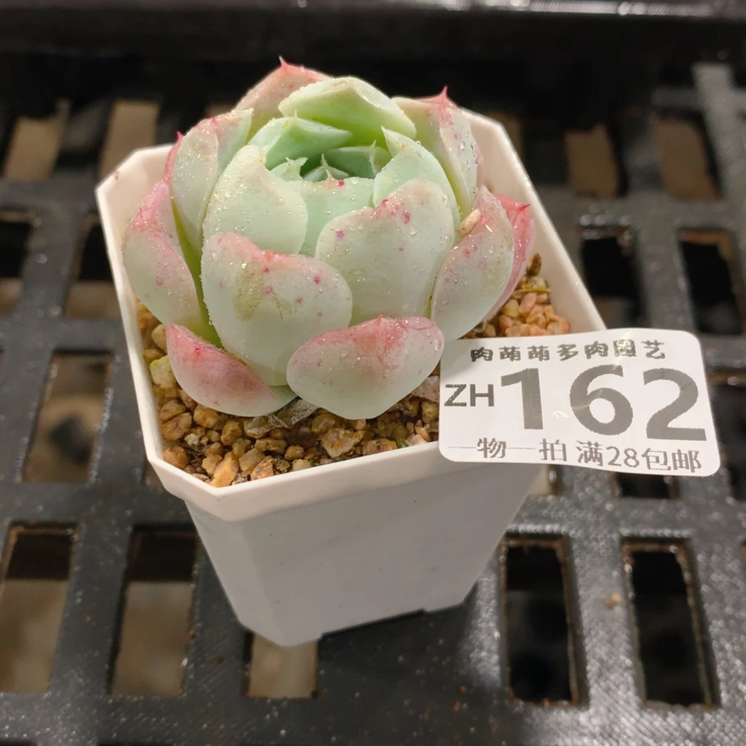 肉萌萌拇指盆精控多肉ZH162