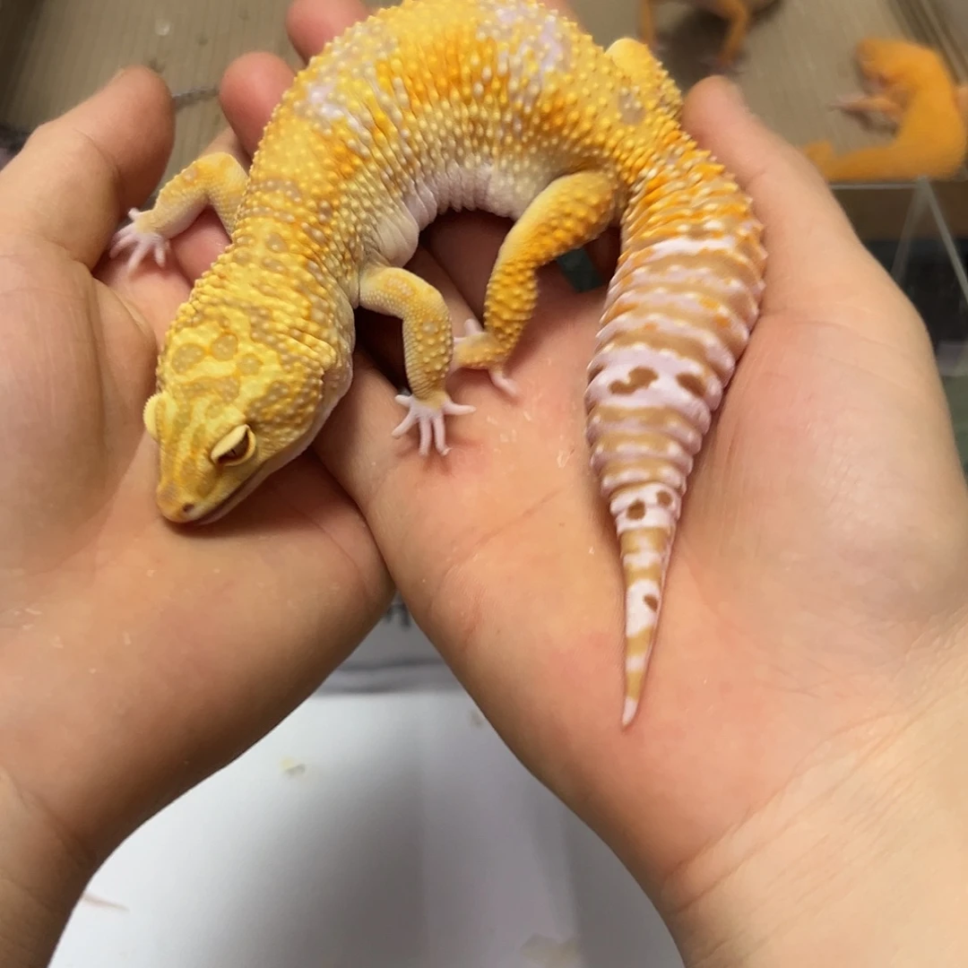 豹纹守宫豹纹守宫