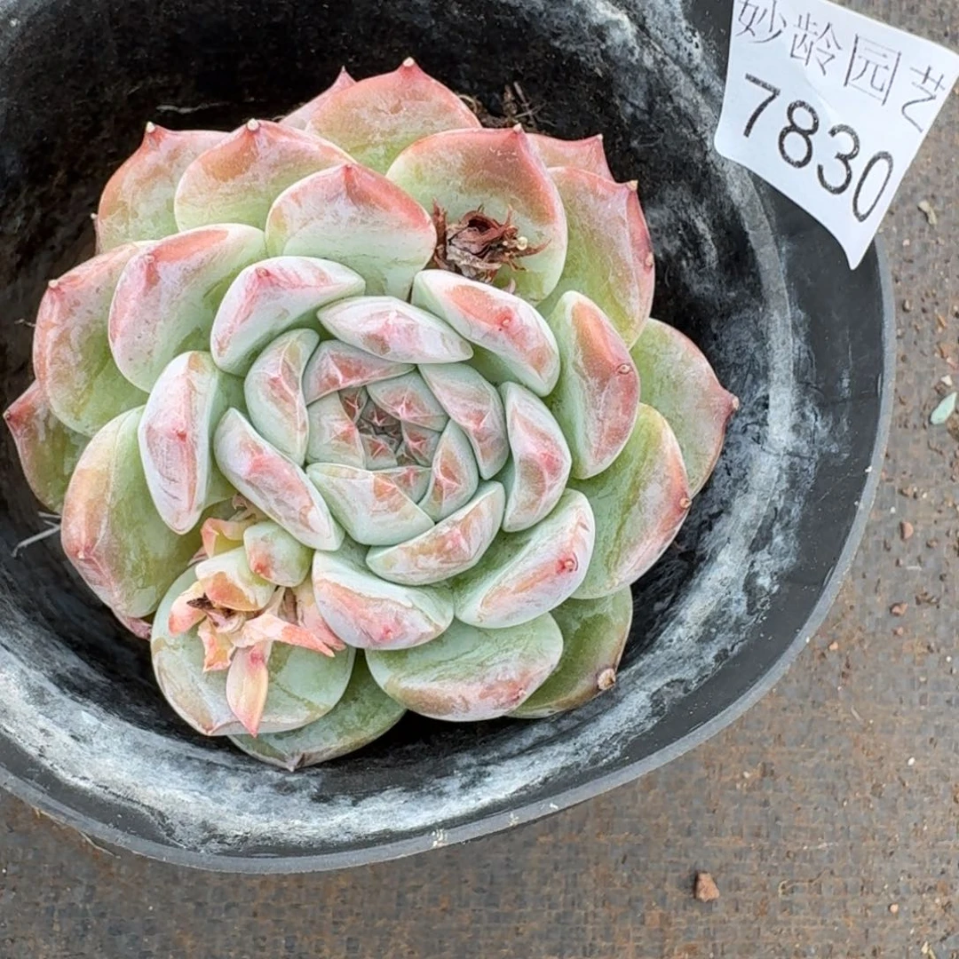 清***新7830杂交多肉植物基地