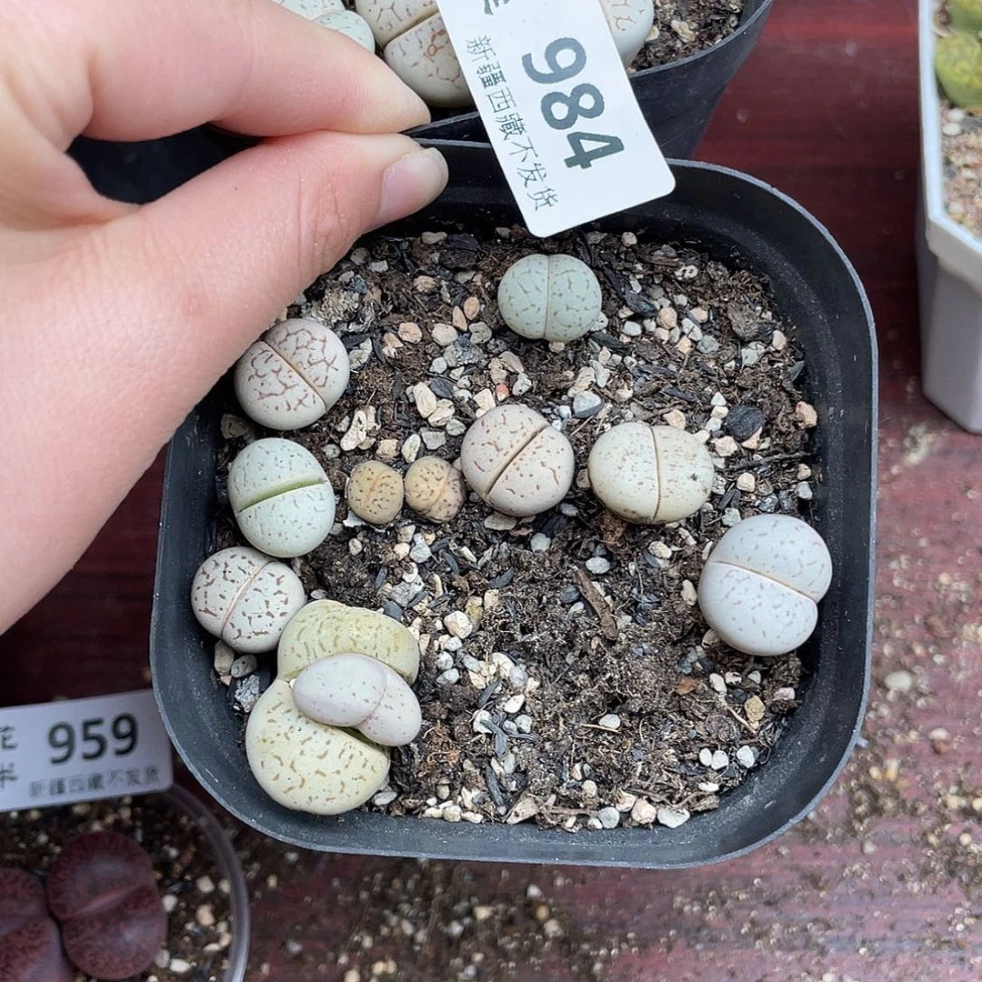 阿***增98400000花花花花花