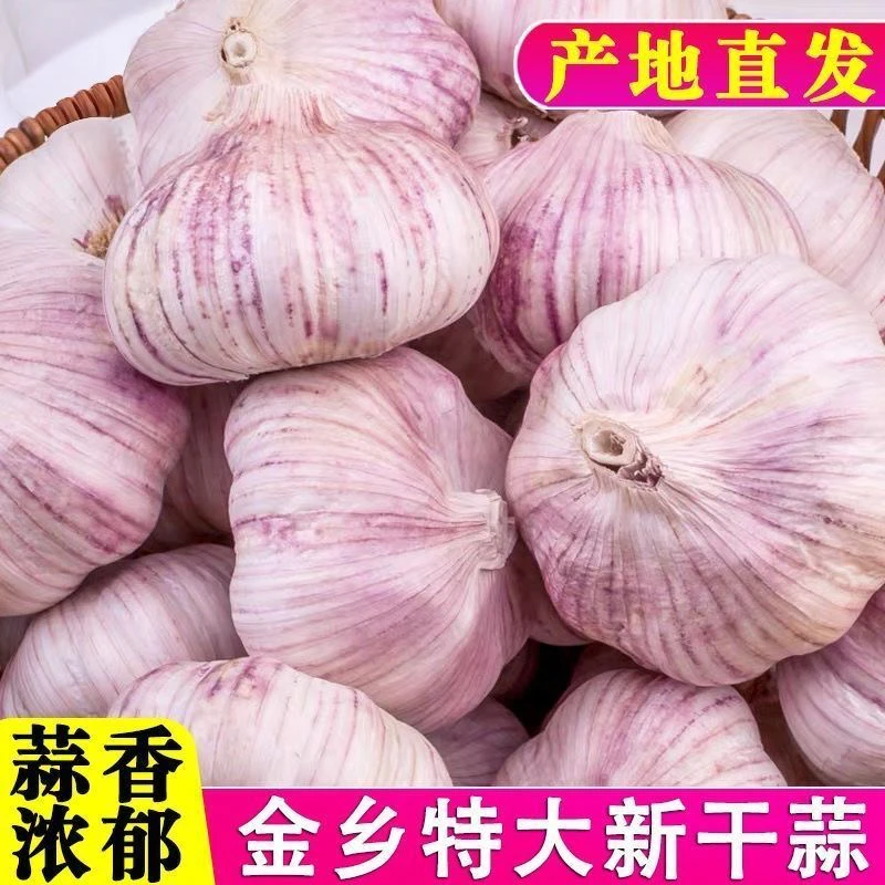【新干蒜】山东农家干大蒜紫皮特大蒜王新鲜蒜头便宜批发新鲜大蒜