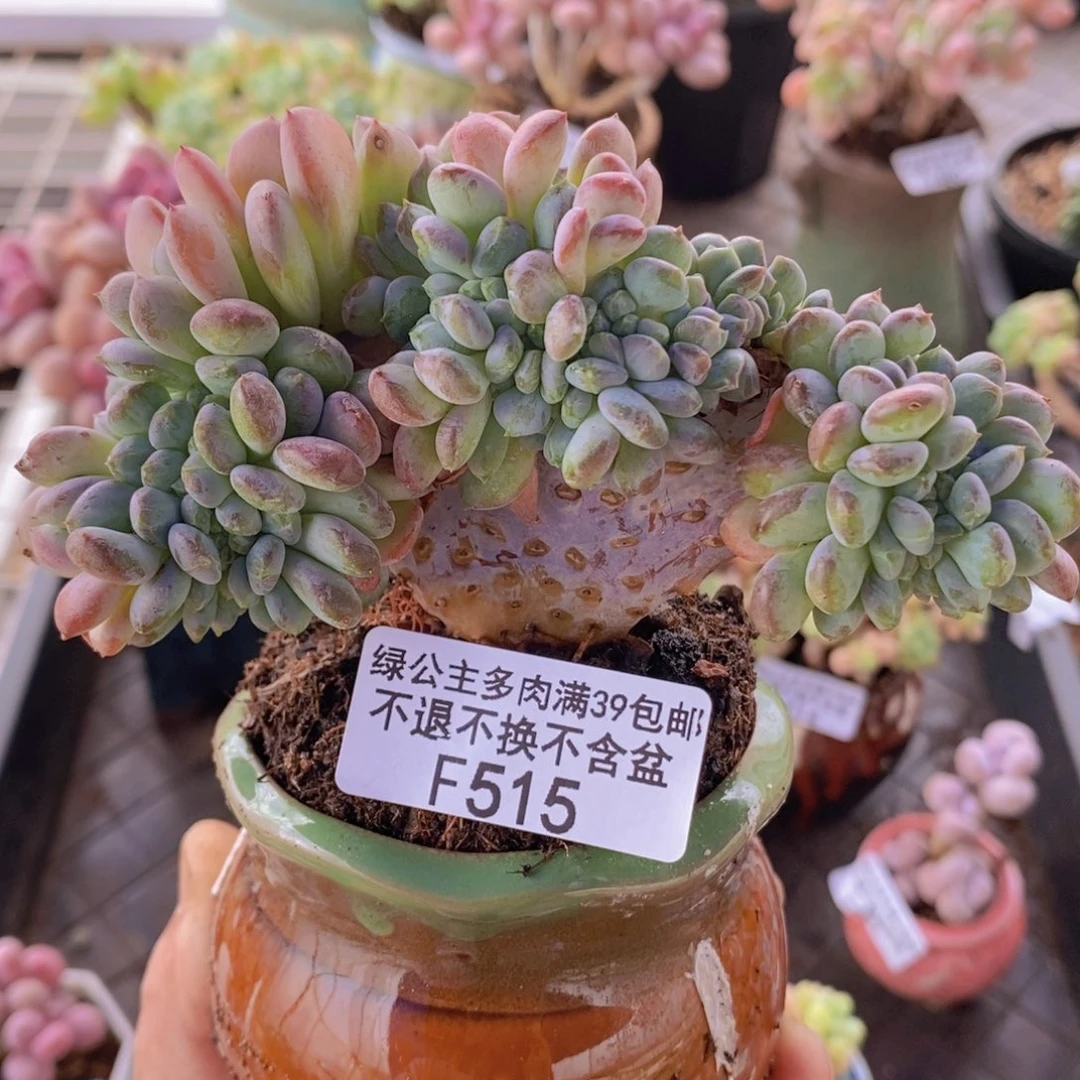 玛瑙缀11cm515多肉植物