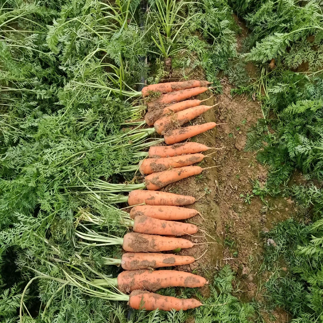 （胡萝卜）农家菜，胡萝卜