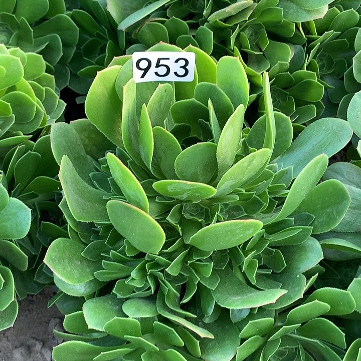 953绿杨蓉多肉植物1