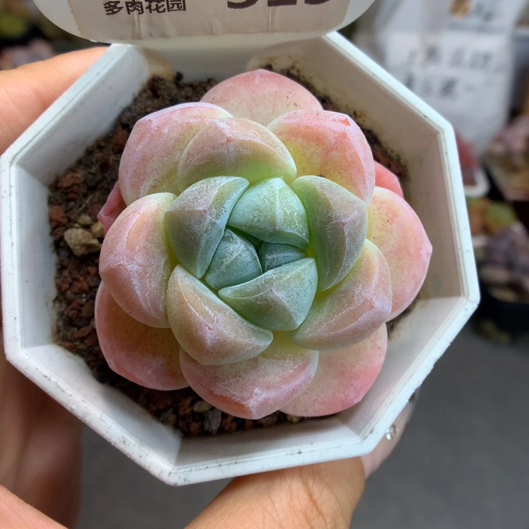 313冰玉多肉植物一物一拍