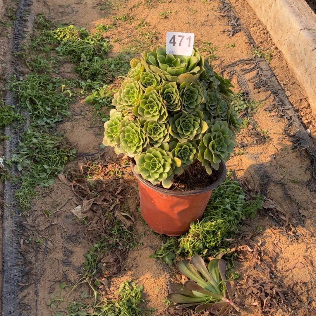 绿杨蓉471不包断枝