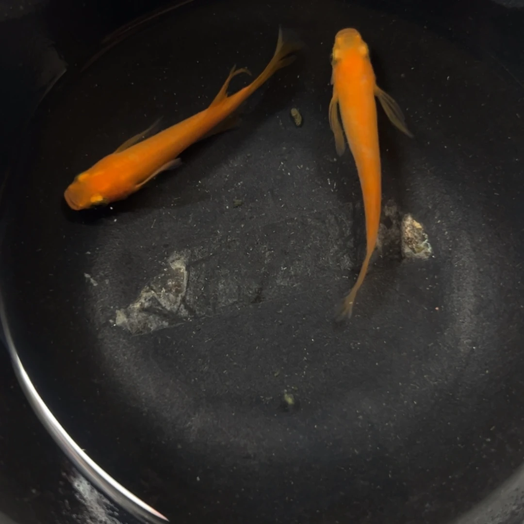 海水鱼观背示范基地吃西餐