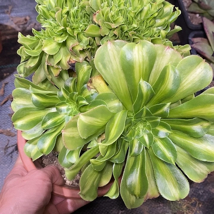多肉植物保护研究所