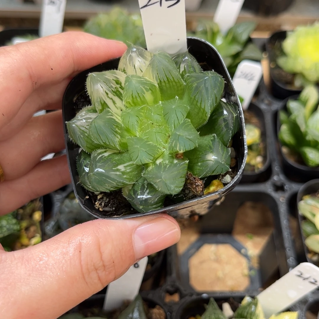 213夏沫玉露锦一物一拍