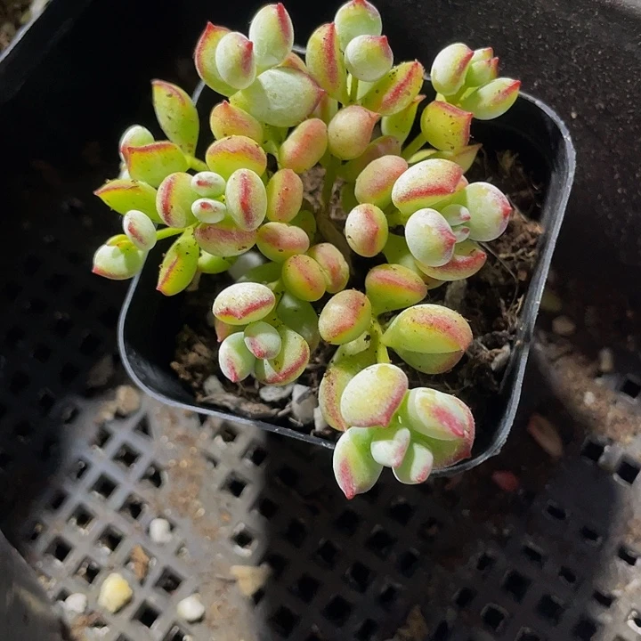 打磨6.5方带盆土发