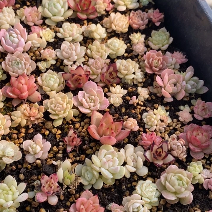 梦***蝶94 多肉植物盆栽花卉