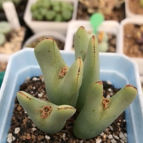 多肉肉锥 皮卡丘