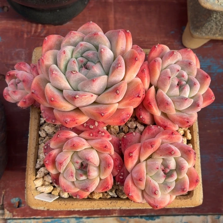 多肉植物 阿尔巴佳人-4