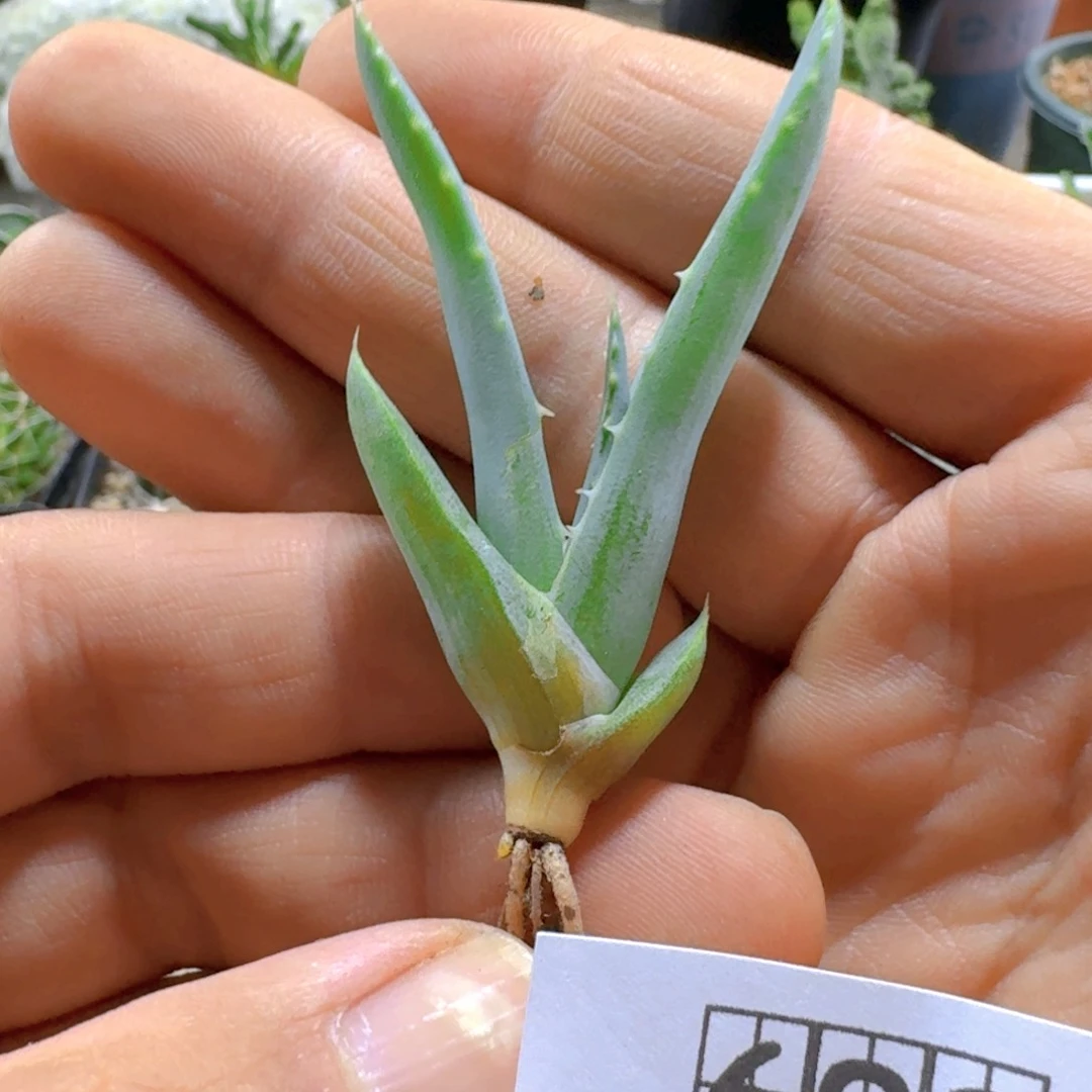602推进器芦荟脱土发货一个随机