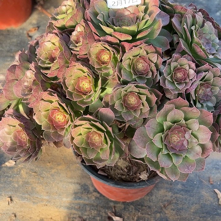 曦*2.17-5万圣节多肉植物1