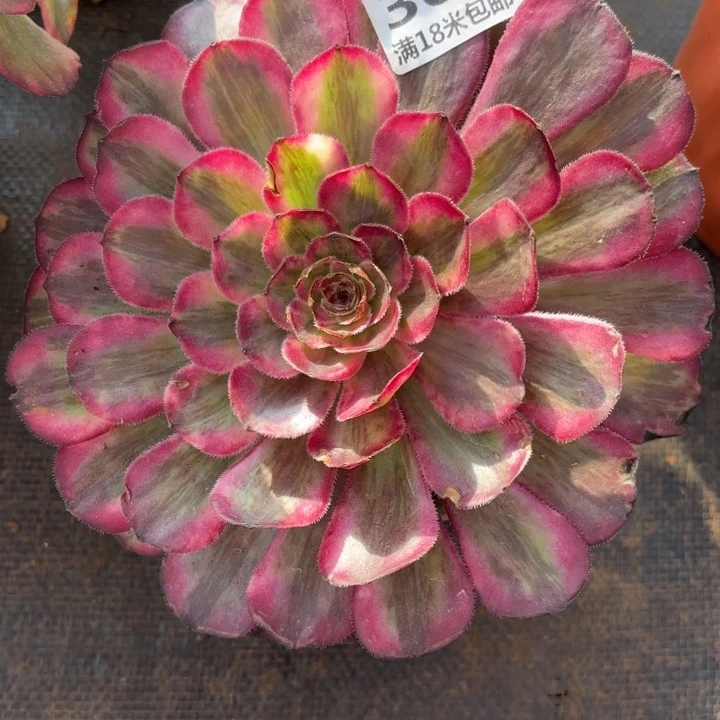 圆***300梦境诺米多肉法师锦不包侧枝断枝的