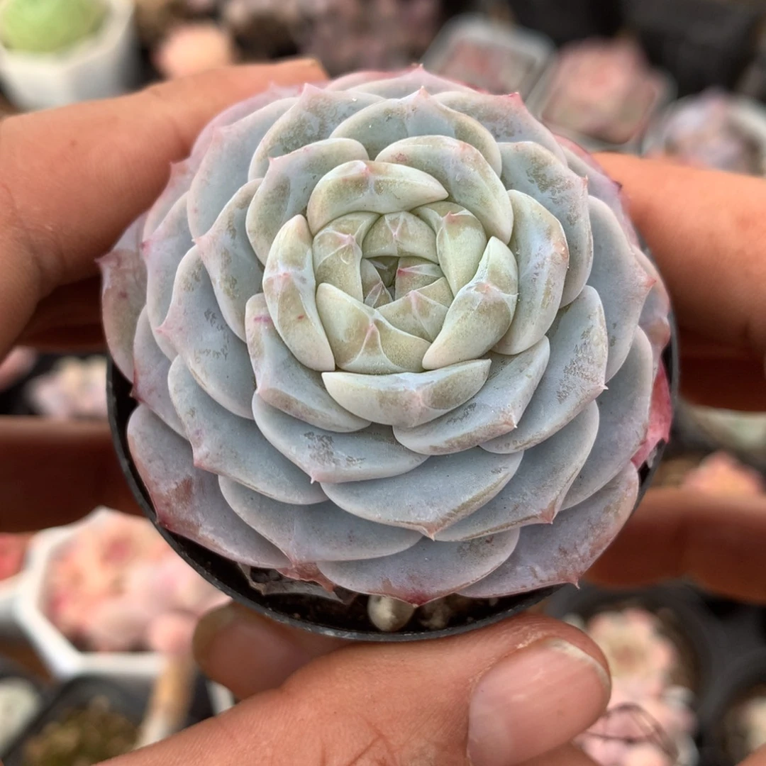 未知溏心一物一拍