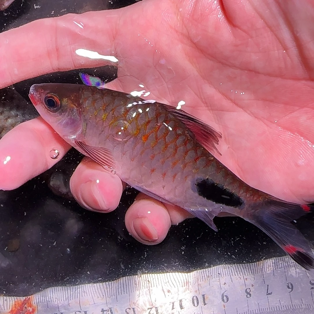 海水鱼巴22.22.22.22