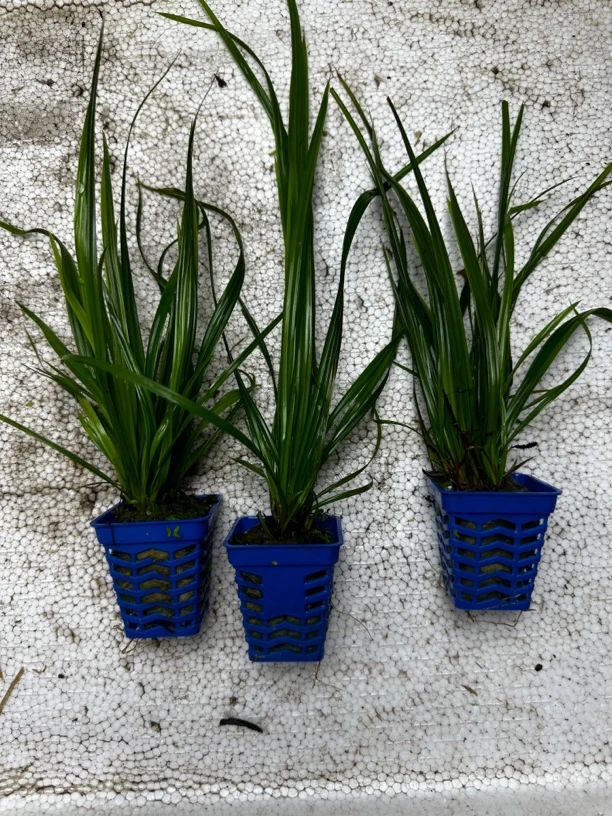 泰国水剑水草鱼缸造景阴性水草