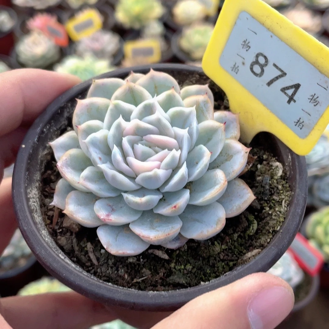 874号多肉植物盆栽