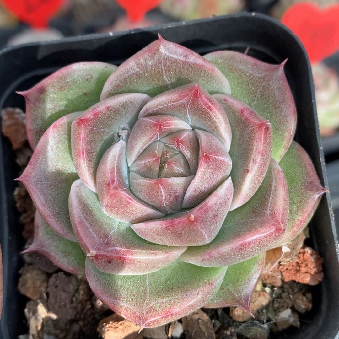 精品多肉一物一拍37