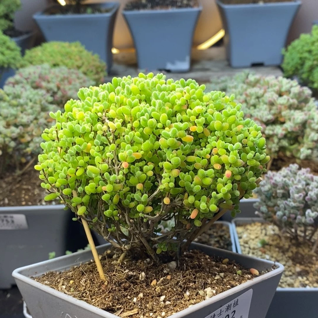 792蜜橘糖球棒棒形