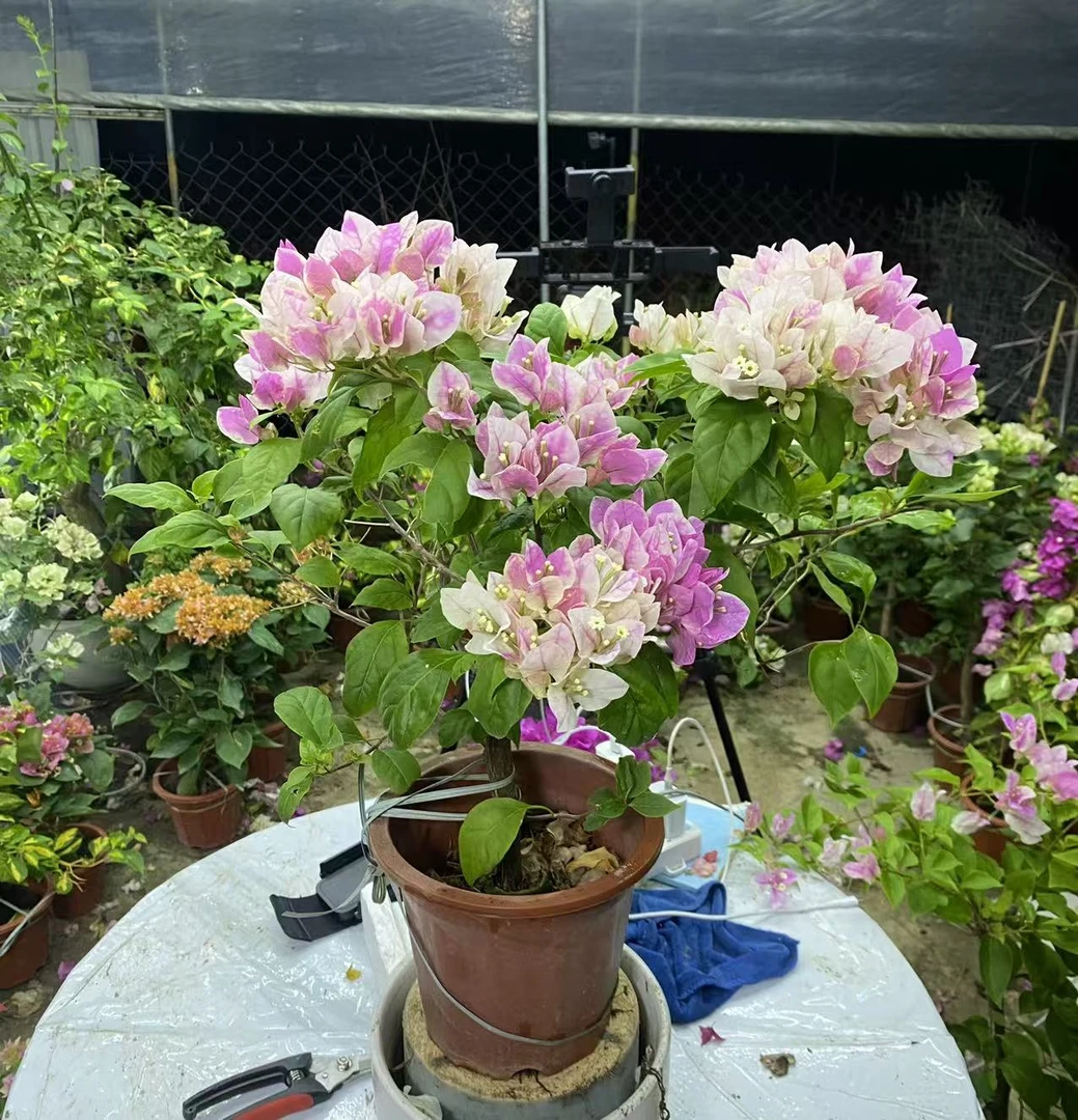 大苗（漳红樱）三角梅阳台绿植四季开花植物掉花掉叶介意慎拍