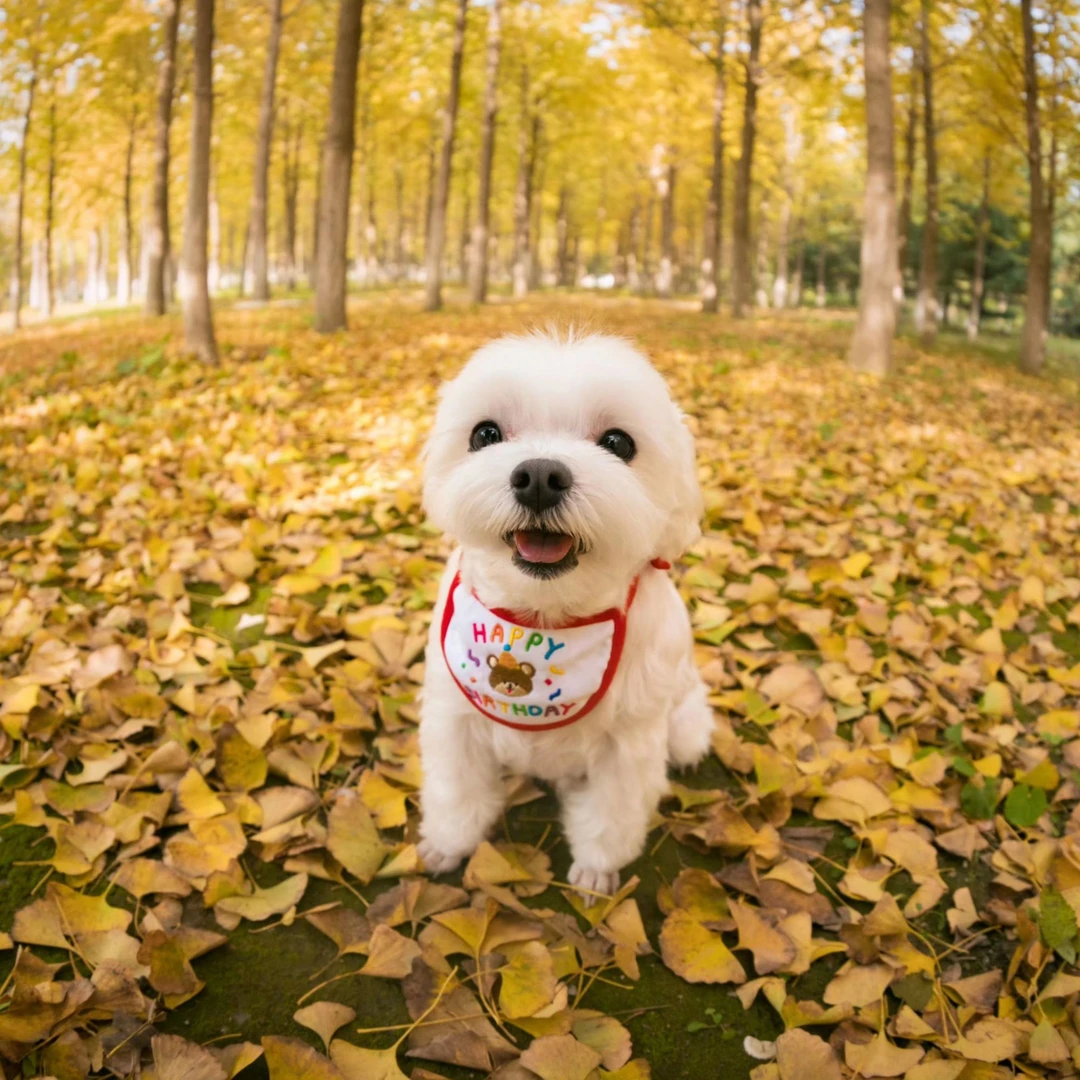 於鸳教你如何挑选狗狗