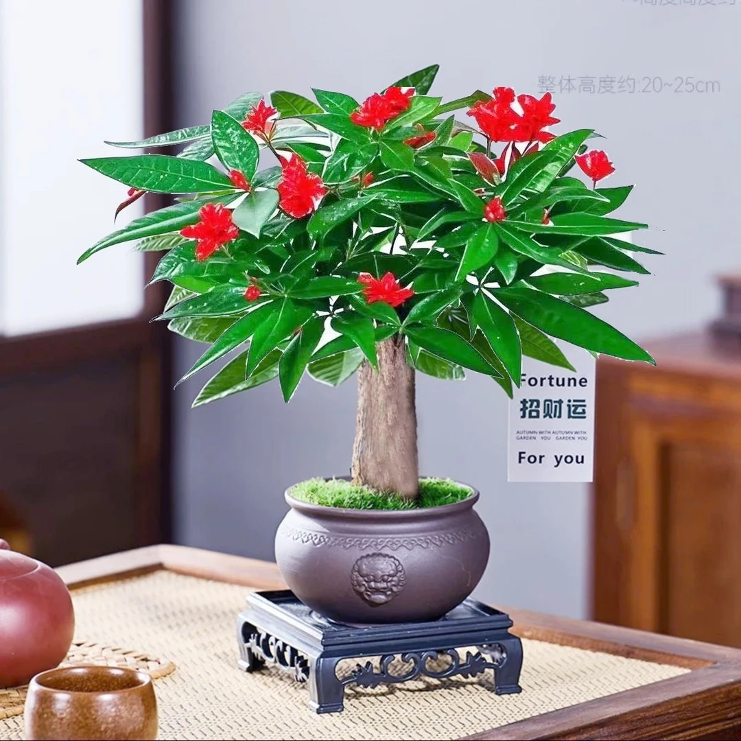 先开花后付款新品发财树植物客厅吸甲醛常青办公室花绿植盆栽室内