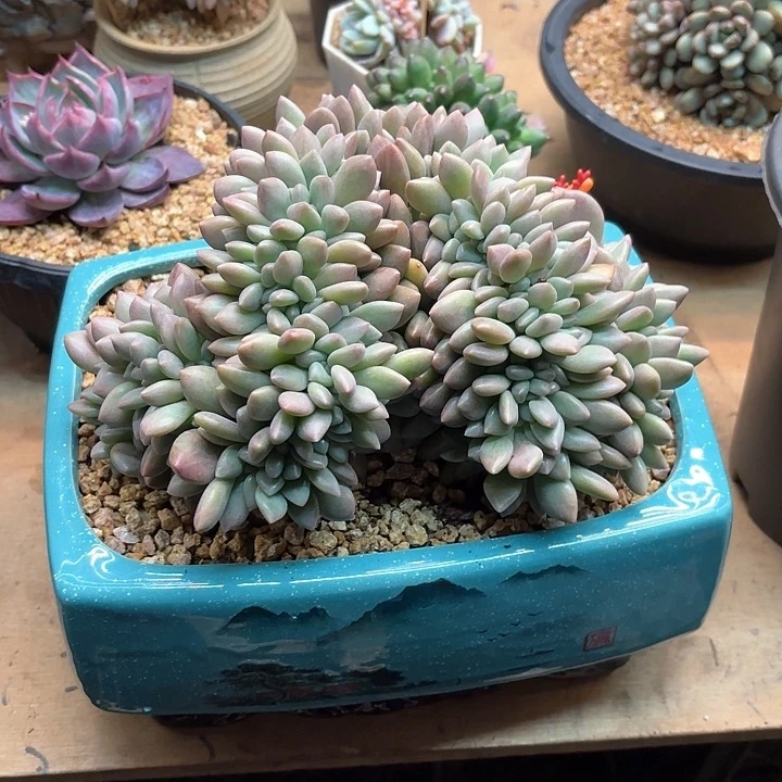 多肉植物，桃花源缀