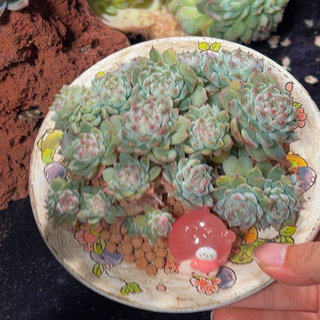 冻***腐紫心山茶花冰魄缀