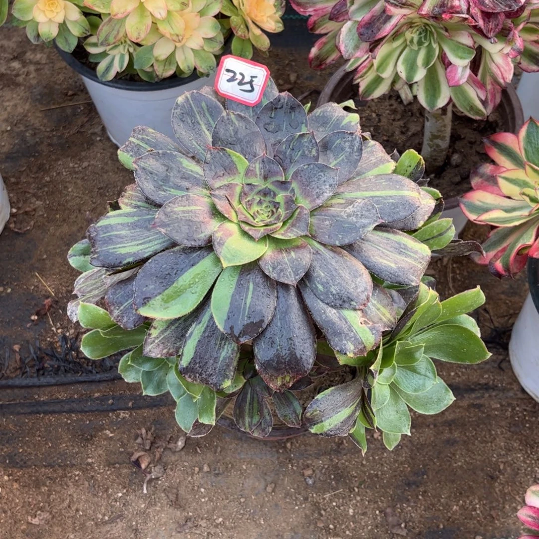 225多肉植物梅花鹿