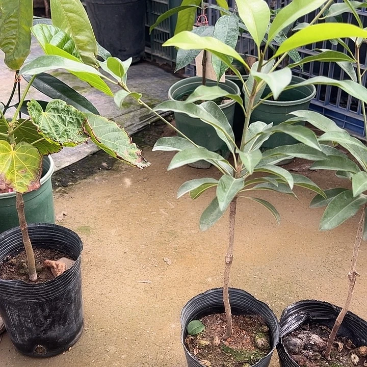 用***8天使2568888678887