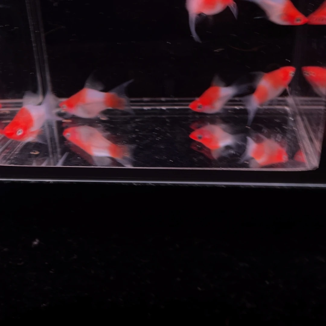 孔雀鱼包邮包损入缸无售后