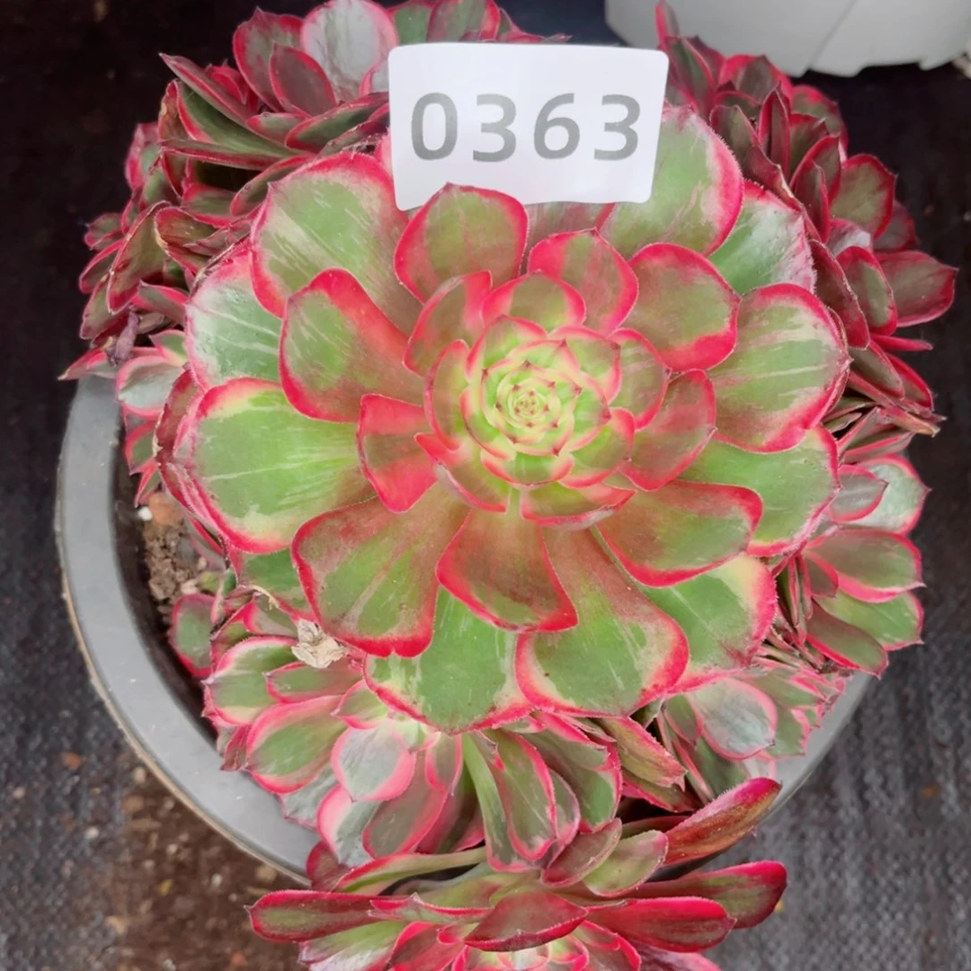 新品红花郎多肉发货