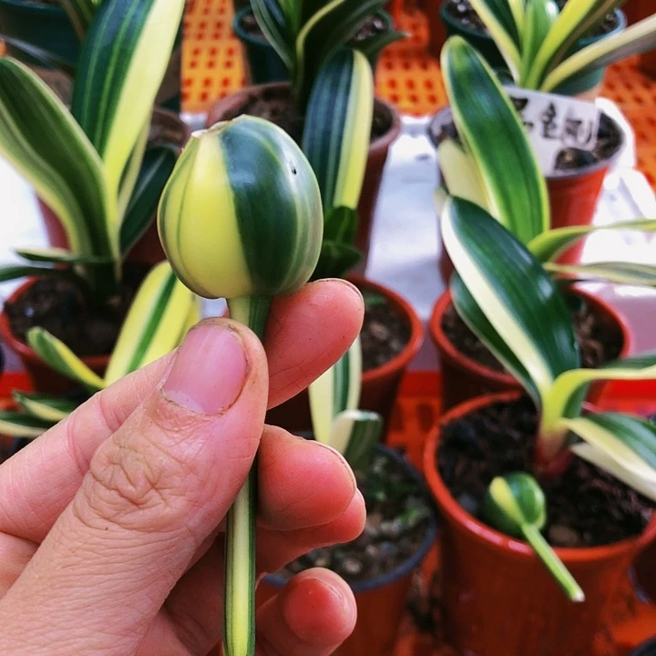 【闪购商品】完全开放用****0
