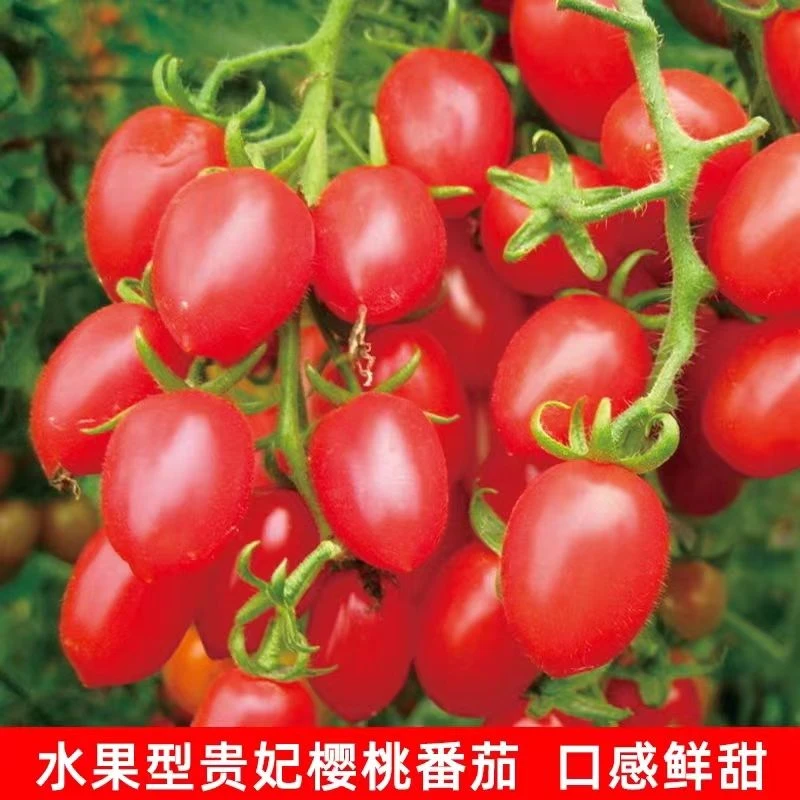 【贵妃樱桃番茄】一包也包邮下单送肥料