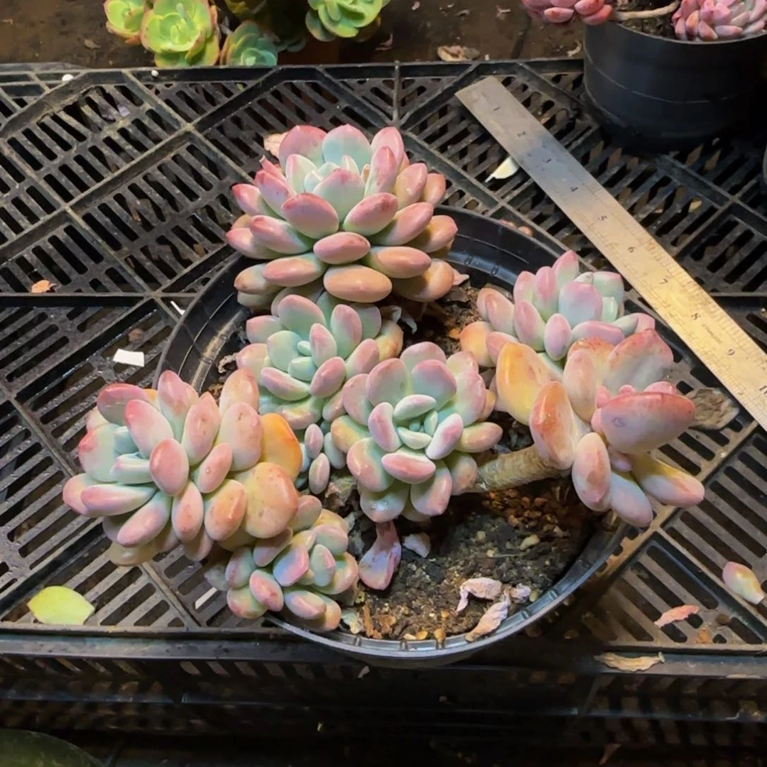 白鹭一物一拍1526