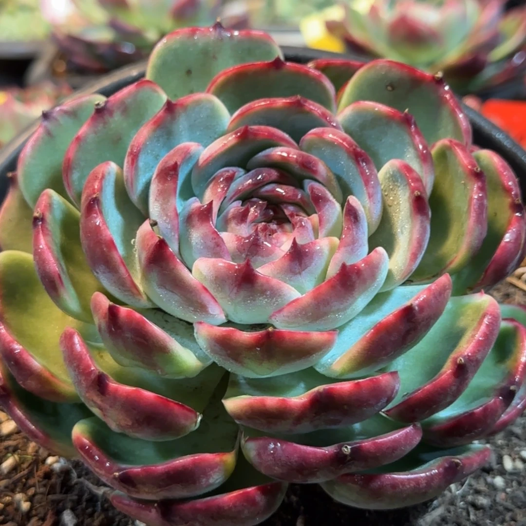 炫叠叶惊鸿一物一拍包装收缩花旱