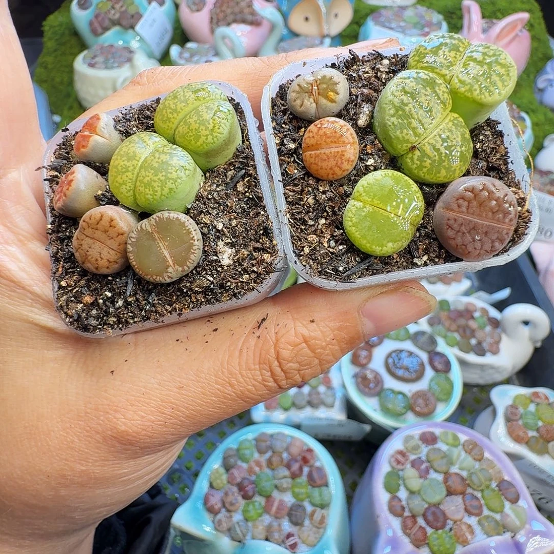 多肉植物福利冲1385