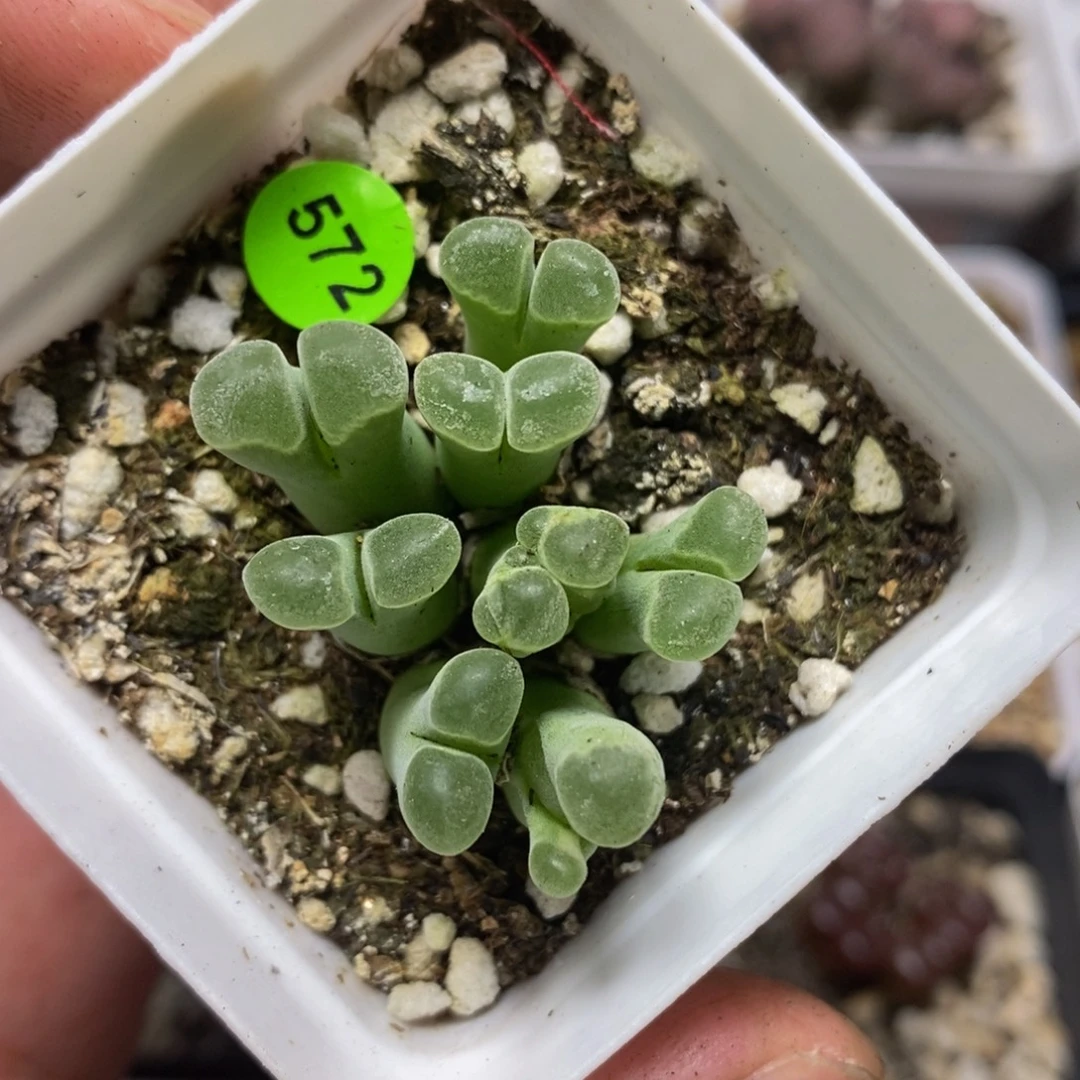 锦漂亮多肉植物572