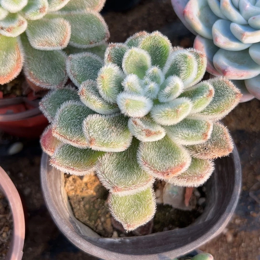 多肉植物多肉植物