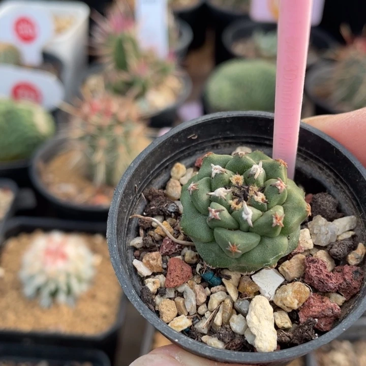 实生赤花娇丽025600000